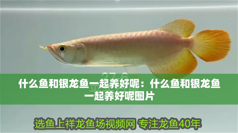 什么魚和銀龍魚一起養好呢：什么魚和銀龍魚一起養好呢圖片