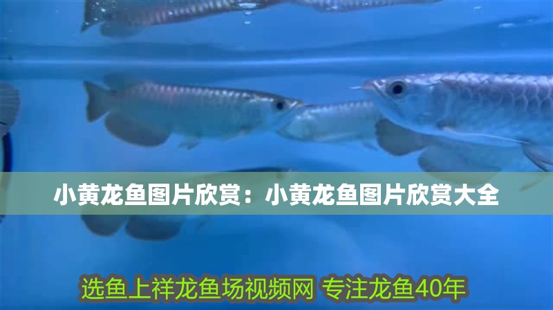 小黃龍魚圖片欣賞:小黃龍魚圖片欣賞大全 水族問答 小黃龍魚圖片欣賞:小黃龍魚圖片欣賞大全 小黃龍魚圖片欣賞:小黃龍魚圖片欣賞大全 水族問答