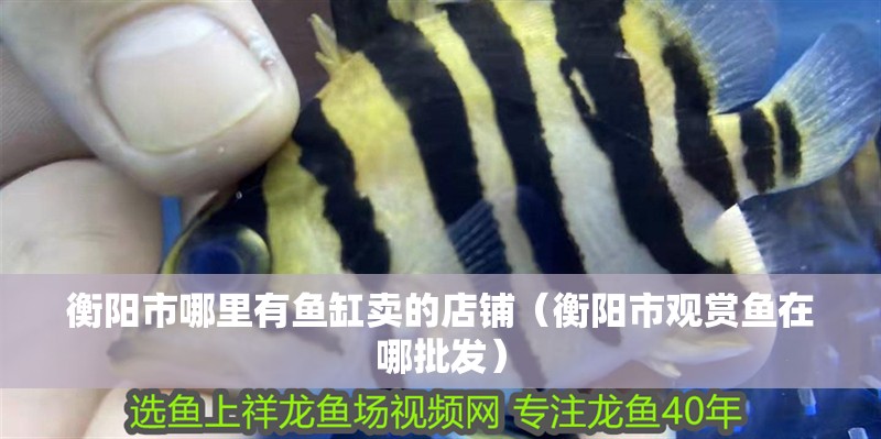 衡陽市哪里有魚缸賣的店鋪（衡陽市觀賞魚在哪批發） 衡陽市哪里有魚缸賣的店鋪（衡陽市觀賞魚在哪批發） 全國水族館企業名錄 第1張