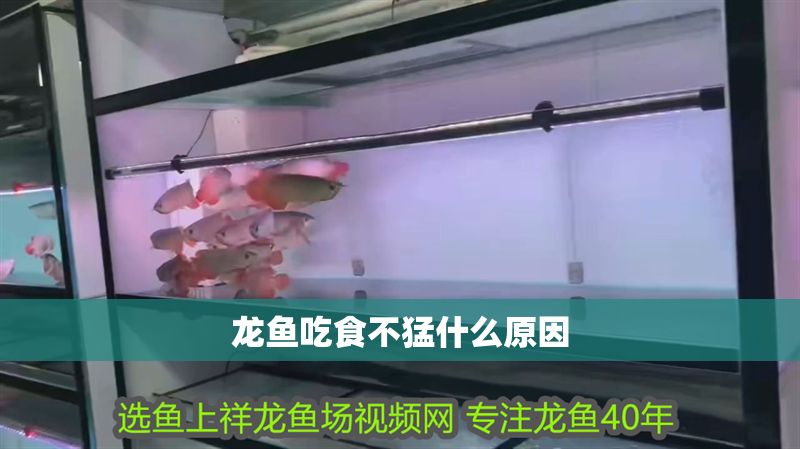 龍魚吃食不猛什么原因