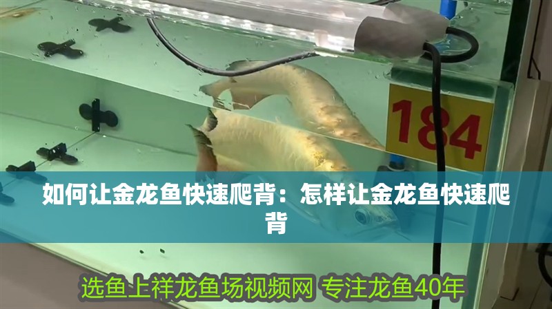 如何讓金龍魚(yú)快速爬背：怎樣讓金龍魚(yú)快速爬背