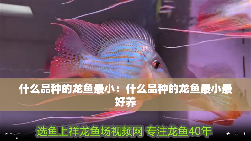 什么品種的龍魚最小：什么品種的龍魚最小最好養(yǎng)