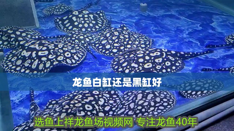 龍魚白缸還是黑缸好