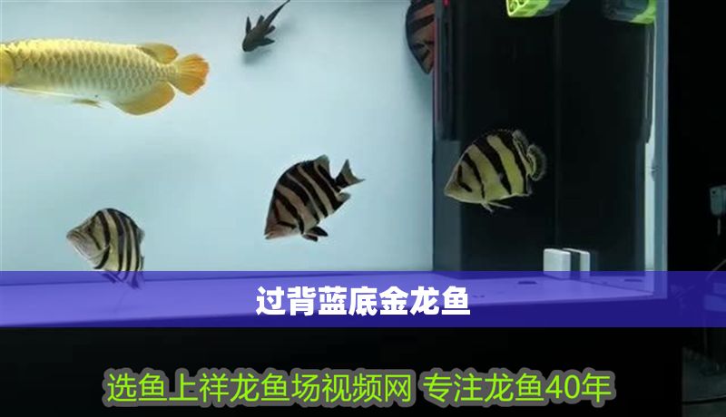過背藍底金龍魚