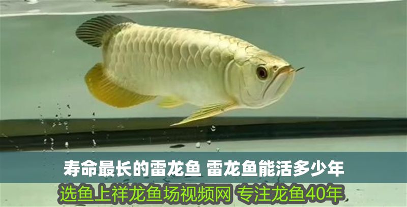 壽命最長的雷龍魚 雷龍魚能活多少年