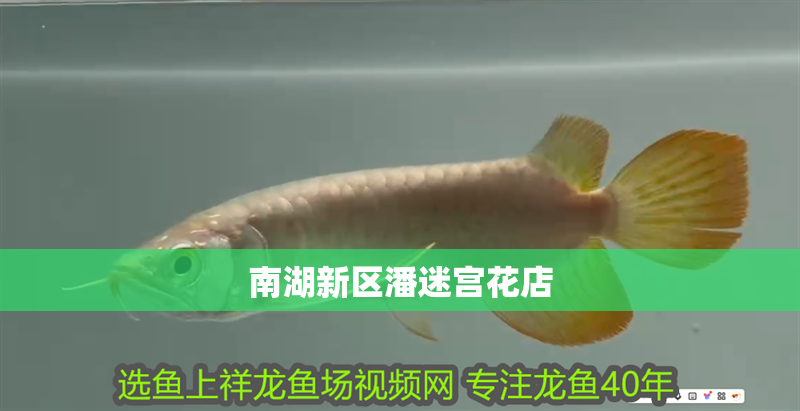 南湖新區潘迷宮花店 南湖新區潘迷宮花店 全國水族館企業名錄 第2張