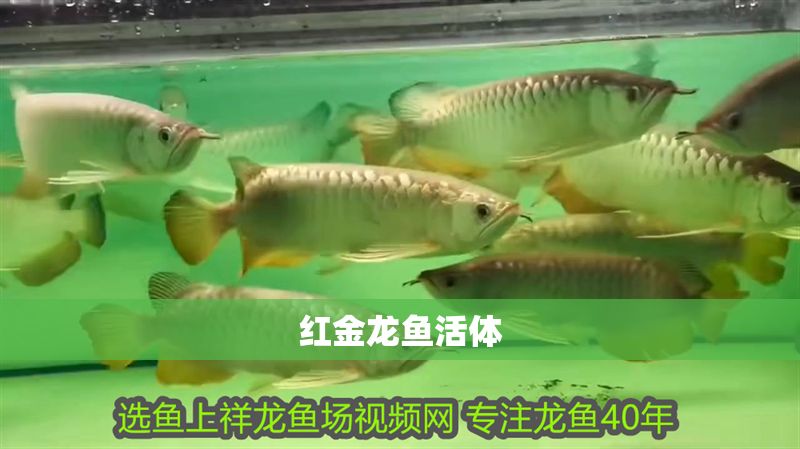 紅金龍魚活體
