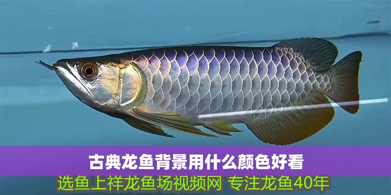 古典龍魚背景用什么顏色好看
