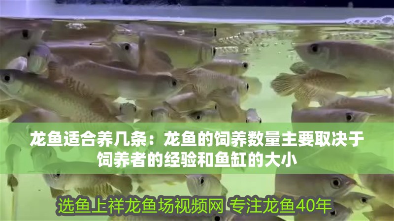 龍魚適合養幾條：龍魚的飼養數量主要取決于飼養者的經驗和魚缸的大小