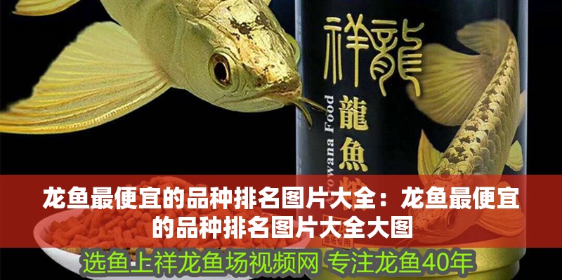 龍魚最便宜的品種排名圖片大全：龍魚最便宜的品種排名圖片大全大圖