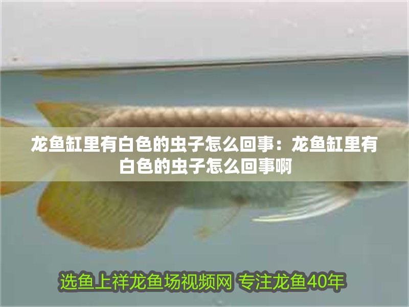 龍魚缸里有白色的蟲子怎么回事：龍魚缸里有白色的蟲子怎么回事啊