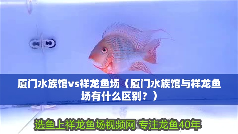 廈門水族館vs祥龍魚場（廈門水族館與祥龍魚場有什么區別？）