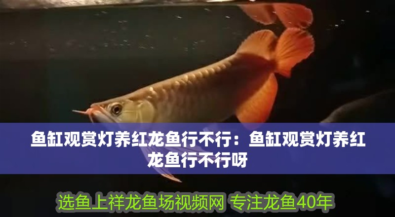 魚缸觀賞燈養紅龍魚行不行：魚缸觀賞燈養紅龍魚行不行呀