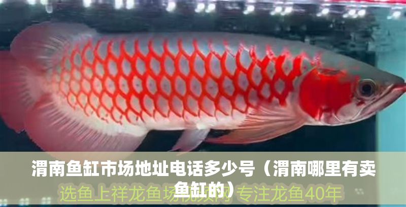 渭南魚缸市場地址電話多少號（渭南哪里有賣魚缸的）