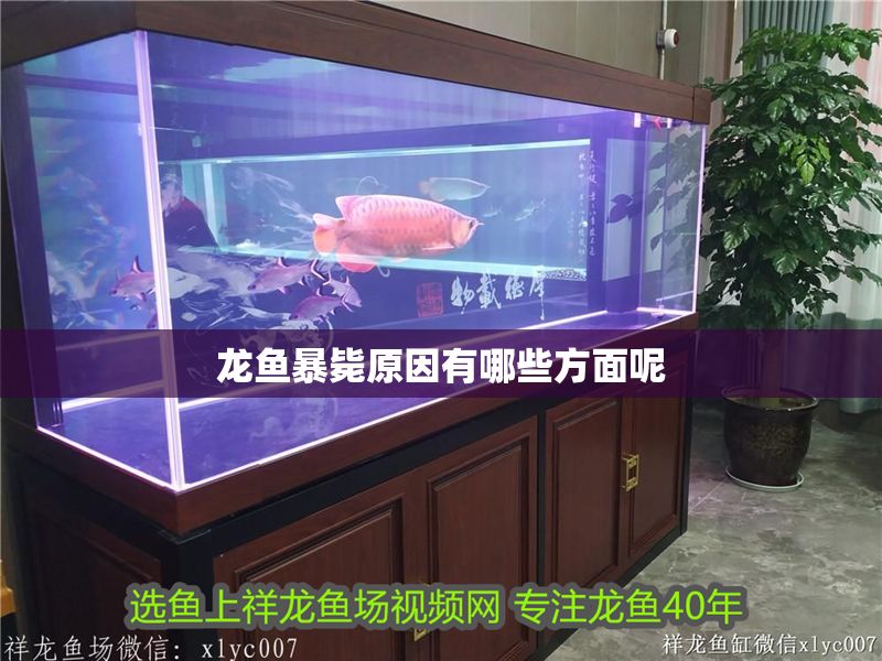 龍魚暴斃原因有哪些方面呢
