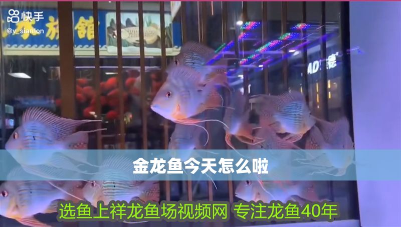 金龍魚(yú)今天怎么啦