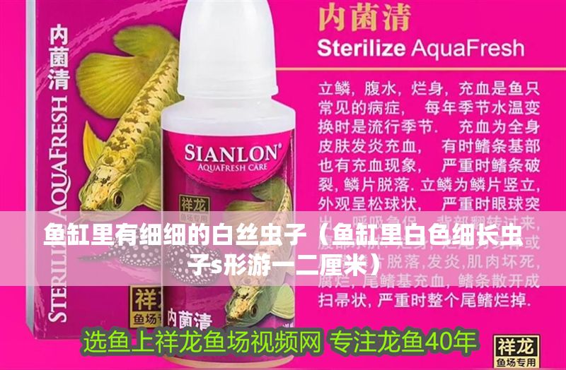 魚缸里有細細的白絲蟲子（魚缸里白色細長蟲子s形游一二厘米） 魚缸里有細細的白絲蟲子（魚缸里白色細長蟲子s形游一二厘米） 龍魚百科 第1張