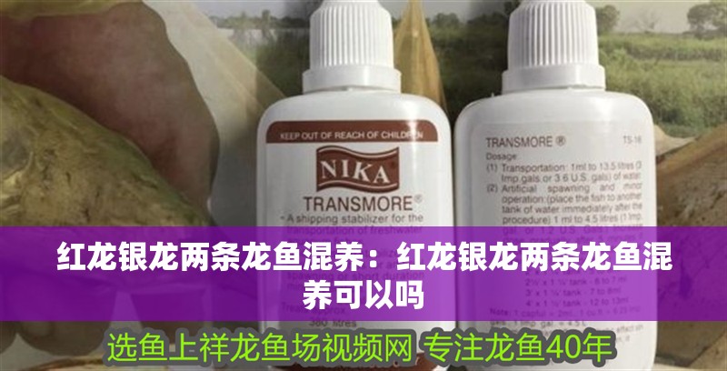 紅龍銀龍兩條龍魚混養：紅龍銀龍兩條龍魚混養可以嗎