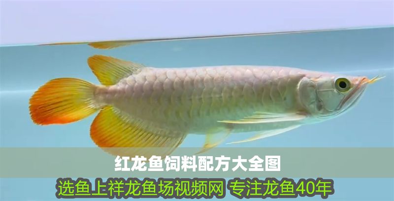 紅龍魚飼料配方大全圖