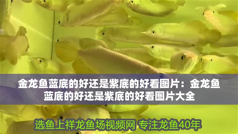 金龍魚藍底的好還是紫底的好看圖片：金龍魚藍底的好還是紫底的好看圖片大全