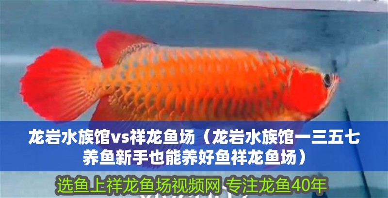 龍巖水族館vs祥龍魚場（龍巖水族館一三五七養(yǎng)魚新手也能養(yǎng)好魚祥龍魚場）