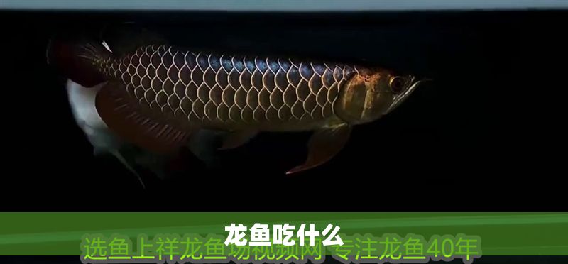 龍魚吃什么