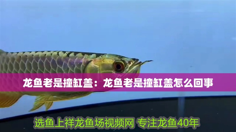 龍魚老是撞缸蓋：龍魚老是撞缸蓋怎么回事