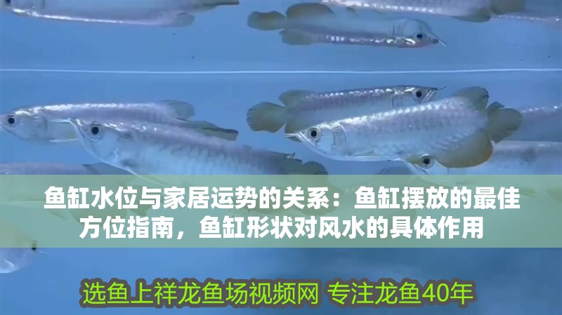 魚缸水位與家居運勢的關系：魚缸擺放的最佳方位指南，魚缸形狀對風水的具體作用