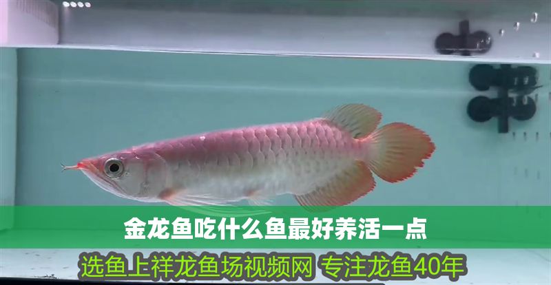 金龍魚吃什么魚最好養活一點