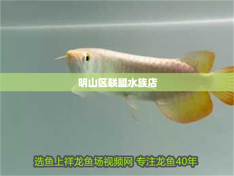 明山區聯盟水族店