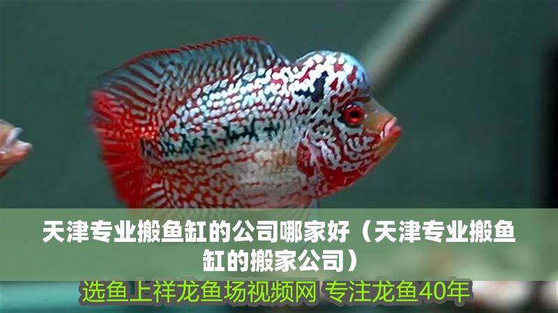 天津專業搬魚缸的公司哪家好（天津專業搬魚缸的搬家公司）