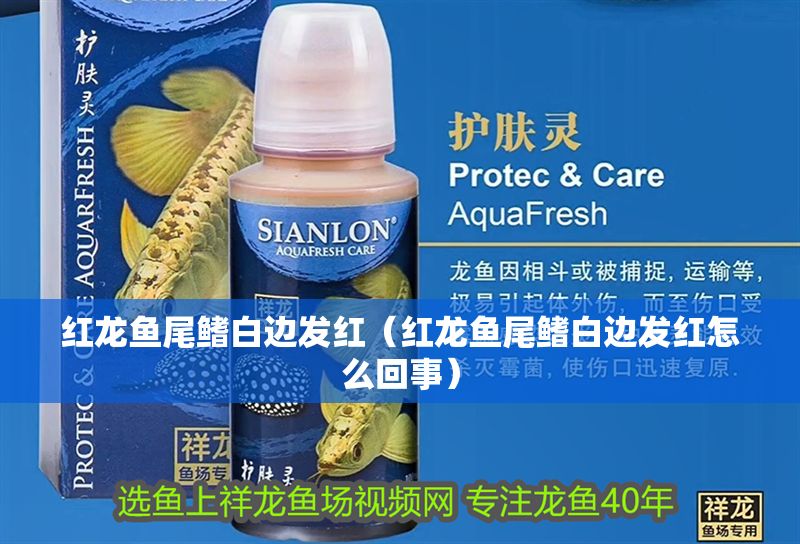 紅龍魚尾鰭白邊發紅（紅龍魚尾鰭白邊發紅怎么回事）
