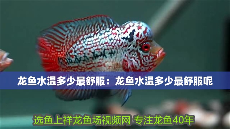 龍魚水溫多少最舒服：龍魚水溫多少最舒服呢