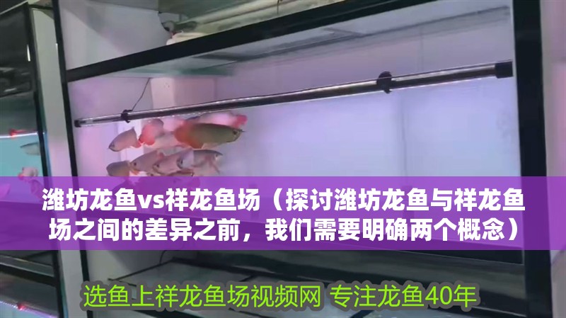 濰坊龍魚vs祥龍魚場（探討濰坊龍魚與祥龍魚場之間的差異之前，我們需要明確兩個概念） 濰坊龍魚vs祥龍魚場（探討濰坊龍魚與祥龍魚場之間的差異之前，我們需要明確兩個概念） 全國水族館企業(yè)名錄 第1張