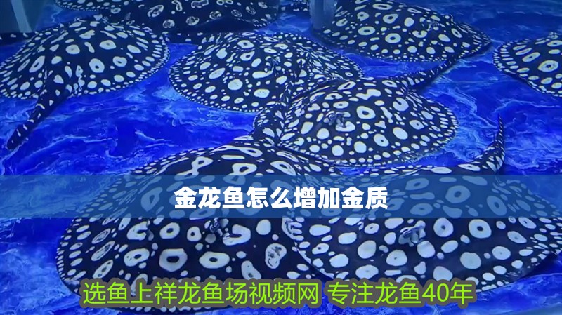 金龍魚怎么增加金質