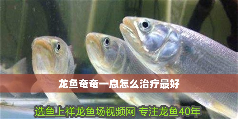 龍魚奄奄一息怎么治療最好