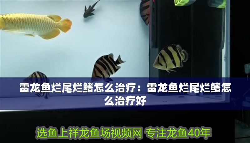 雷龍魚爛尾爛鰭怎么治療：雷龍魚爛尾爛鰭怎么治療好
