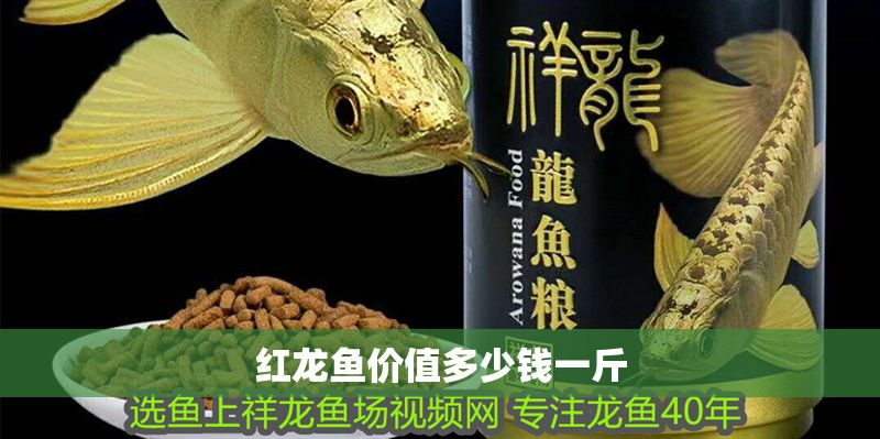 紅龍魚價值多少錢一斤 紅龍魚價值多少錢一斤 龍魚百科 第1張