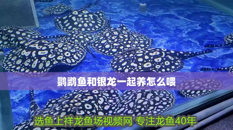 鸚鵡魚和銀龍一起養怎么喂 鸚鵡魚和銀龍一起養怎么喂 龍魚百科 第2張