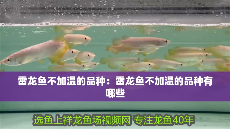 雷龍魚不加溫的品種：雷龍魚不加溫的品種有哪些 雷龍魚不加溫的品種：雷龍魚不加溫的品種有哪些 水族問答