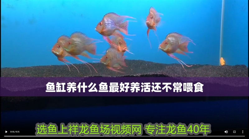 魚缸養什么魚最好養活還不常喂食