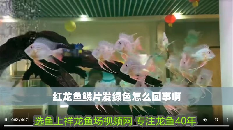 紅龍魚鱗片發綠色怎么回事啊