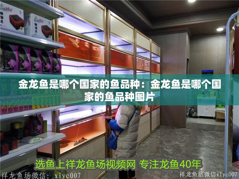 金龍魚是哪個(gè)國(guó)家的魚品種：金龍魚是哪個(gè)國(guó)家的魚品種圖片 金龍魚是哪個(gè)國(guó)家的魚品種：金龍魚是哪個(gè)國(guó)家的魚品種圖片 水族問答