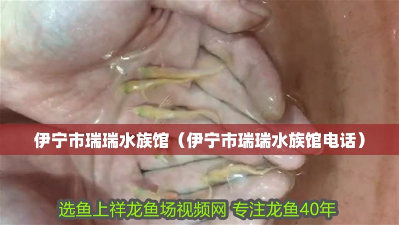 伊寧市瑞瑞水族館（伊寧市瑞瑞水族館電話）