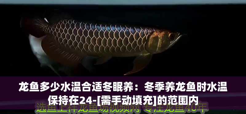 龍魚多少水溫合適冬眠養(yǎng)：冬季養(yǎng)龍魚時水溫保持在24-[需手動填充]的范圍內