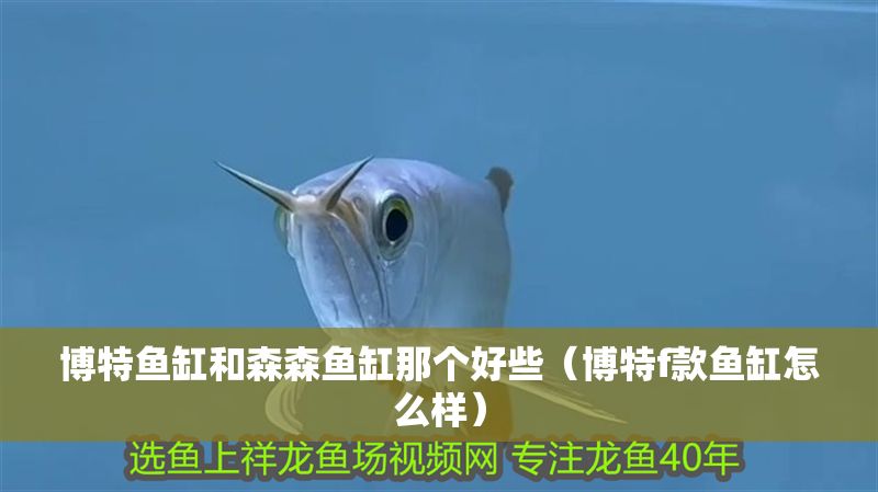 博特魚缸和森森魚缸那個好些（博特f款魚缸怎么樣）