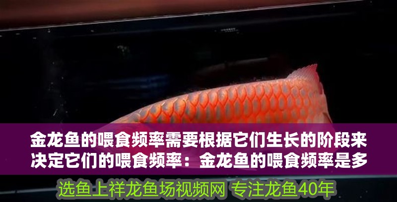 金龍魚的喂食頻率需要根據它們生長的階段來決定它們的喂食頻率：金龍魚的喂食頻率是多少 金龍魚的喂食頻率需要根據它們生長的階段來決定它們的喂食頻率：金龍魚的喂食頻率是多少 龍魚百科