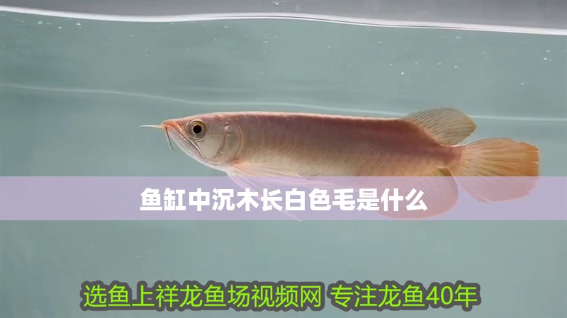 魚缸中沉木長(zhǎng)白色毛是什么