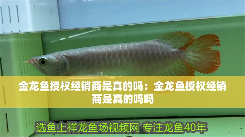 金龍魚授權經(jīng)銷商是真的嗎：金龍魚授權經(jīng)銷商是真的嗎嗎