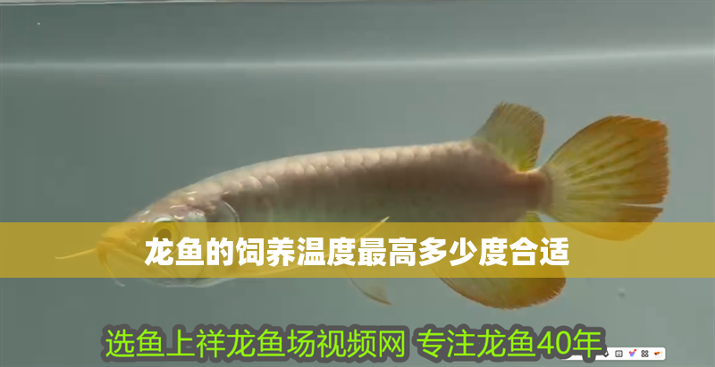 有償求助，龍魚不吃不愛游動， 有償求助，龍魚不吃不愛游動， 龍魚論壇 第2張
